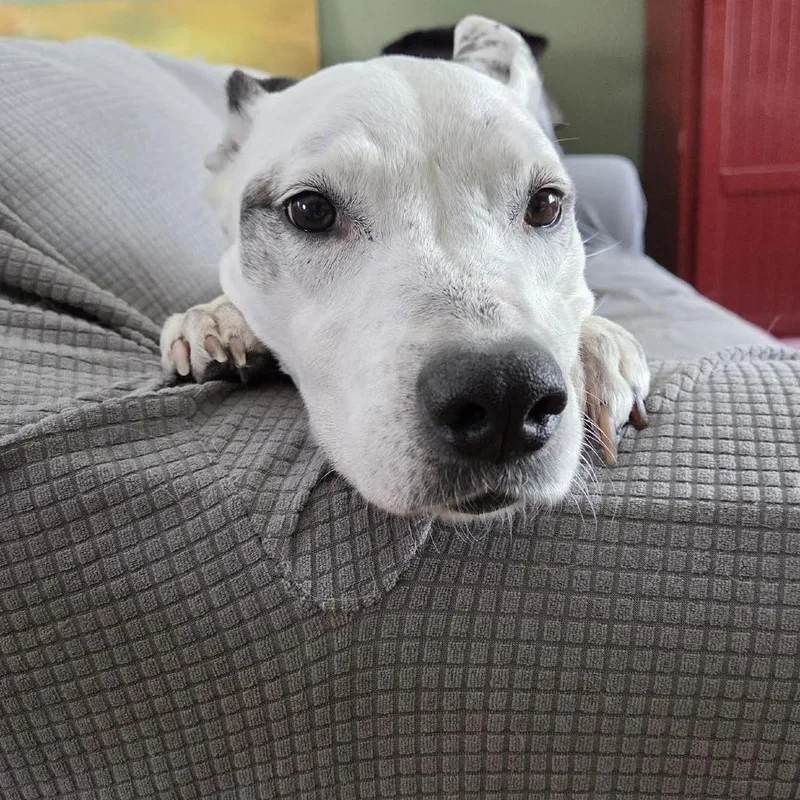 Mrs. Moose D thumbnail 4