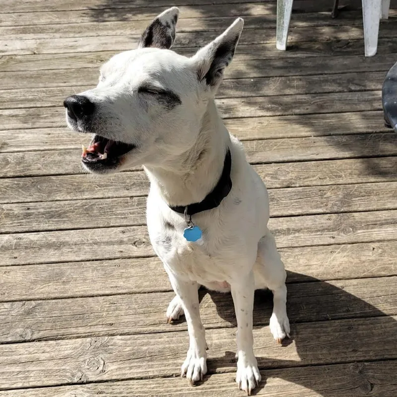 Mrs. Moose D thumbnail 5