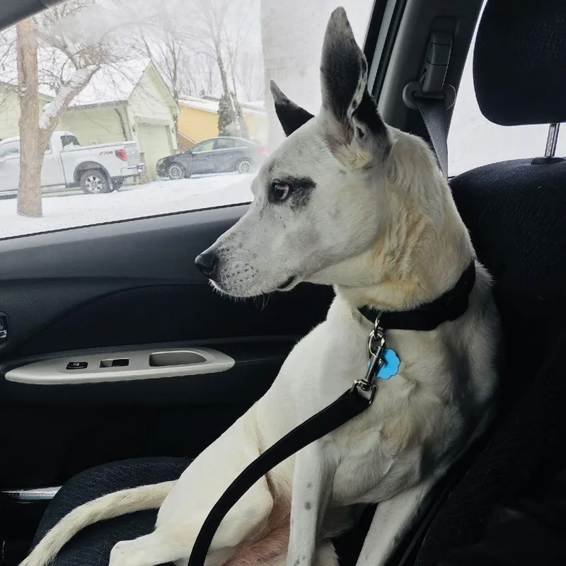 Mrs. Moose D thumbnail 6