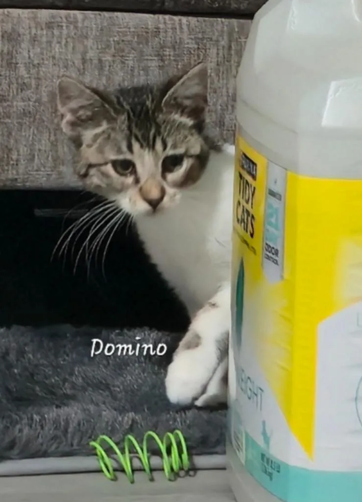 Domino