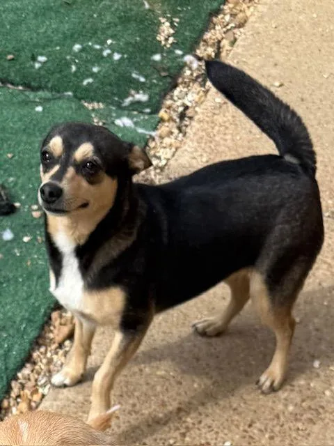 Morticia Adams thumbnail 2