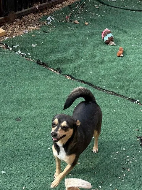 Morticia Adams thumbnail 3