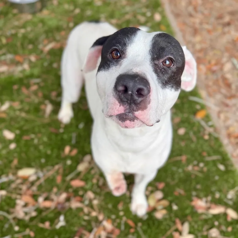 Blizzard thumbnail 2