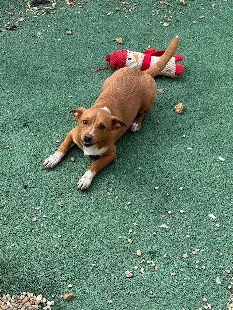 Ready Freddie Adams thumbnail 2