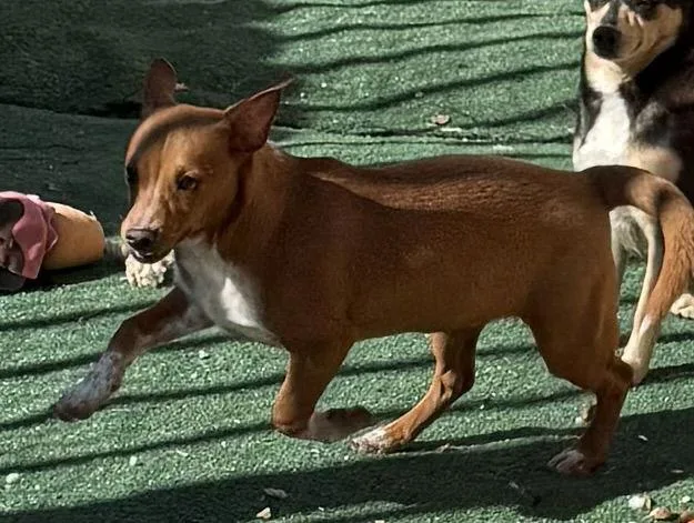 Ready Freddie Adams thumbnail 3