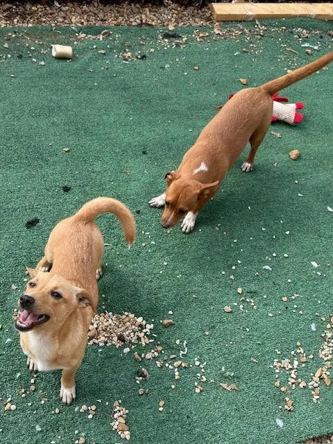 Trembles Adams thumbnail 2