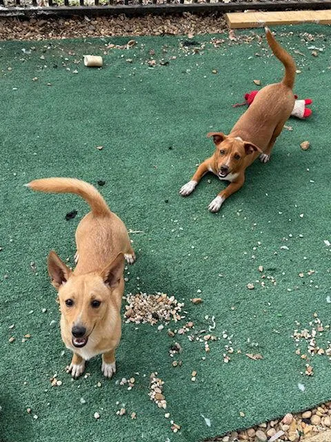 Trembles Adams thumbnail 3