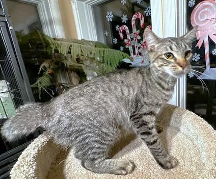 Rockin' Rockford thumbnail 2