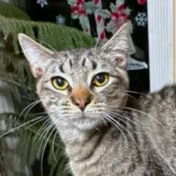 Rockin' Rockford photo 1