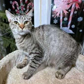 Rockin' Rockford thumbnail 3