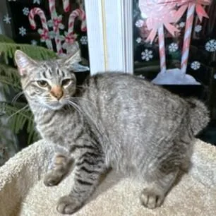 Rockin' Rockford thumbnail 4