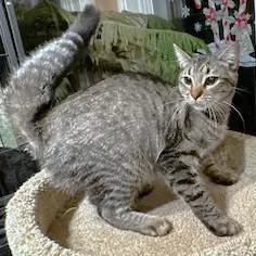 Rockin' Rockford thumbnail 5