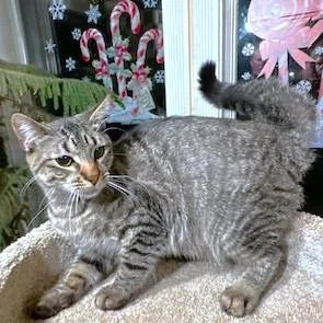 Rockin' Rockford thumbnail 6