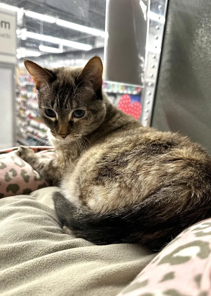 Jammie Indoor Only thumbnail 2