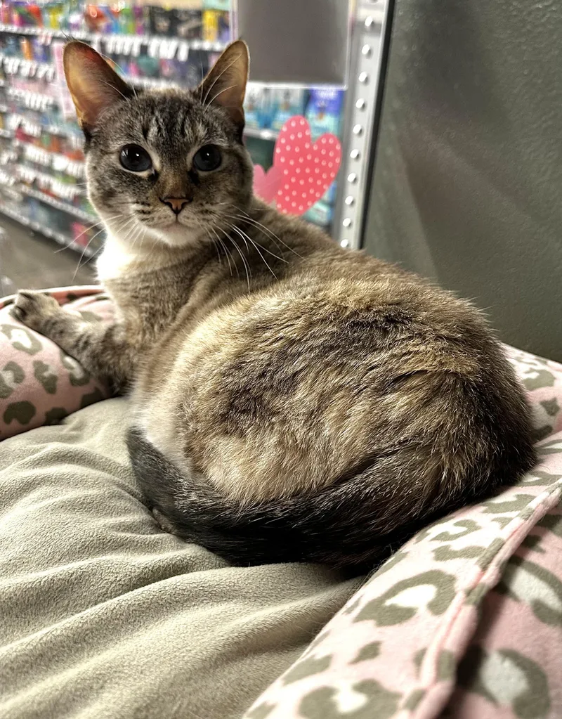 Jammie Indoor Only thumbnail 3