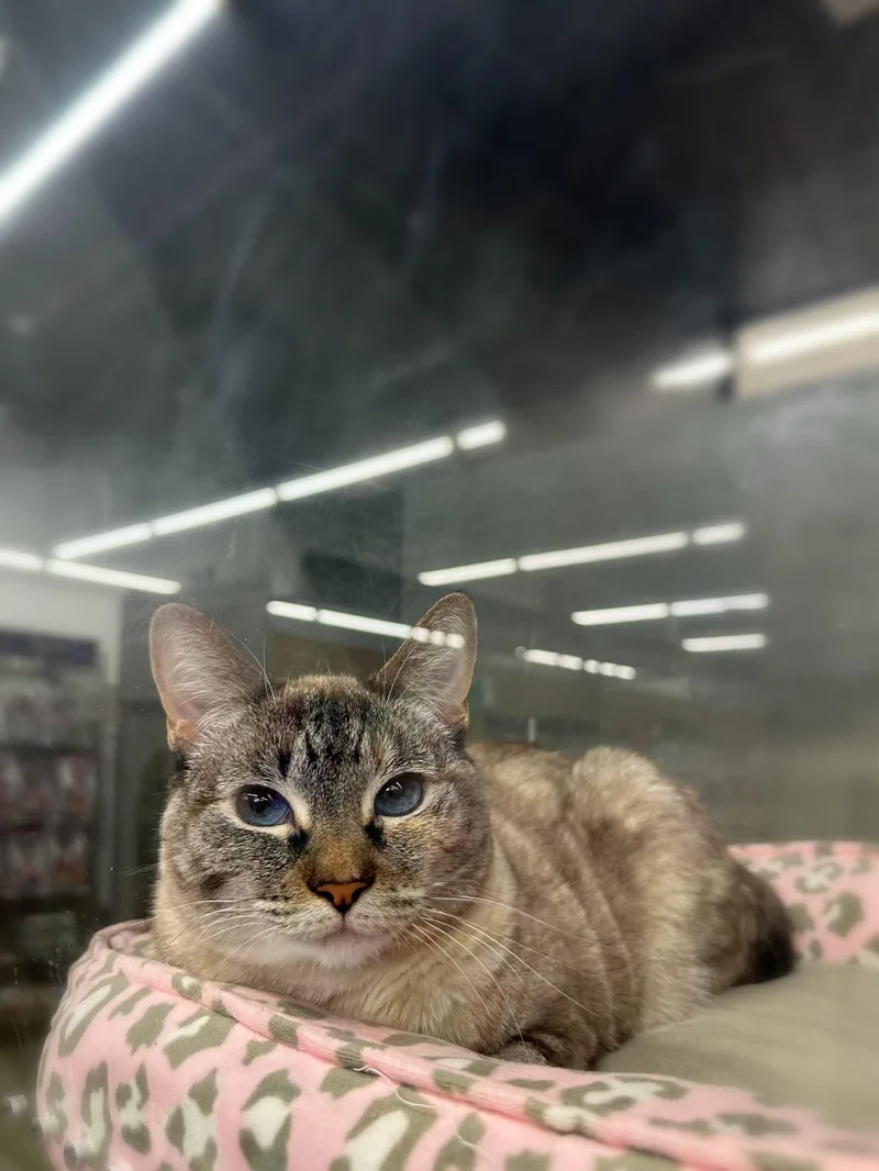 Jammie Indoor Only thumbnail 4