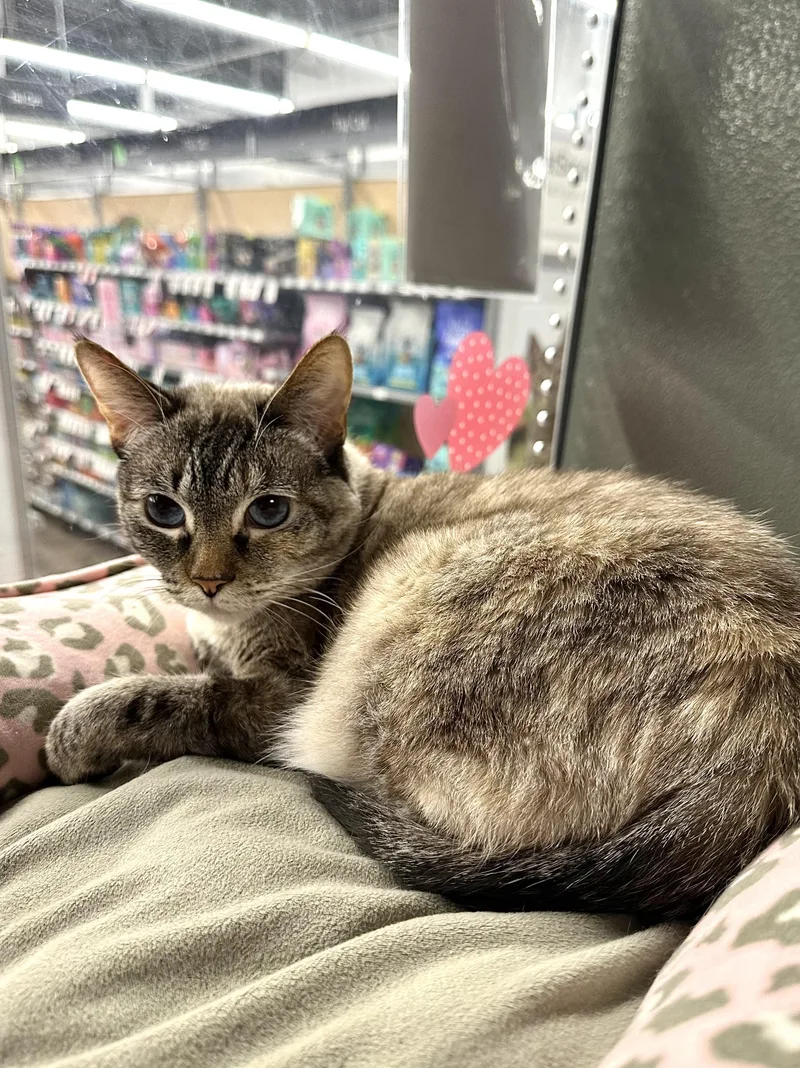 Jammie Indoor Only thumbnail 5