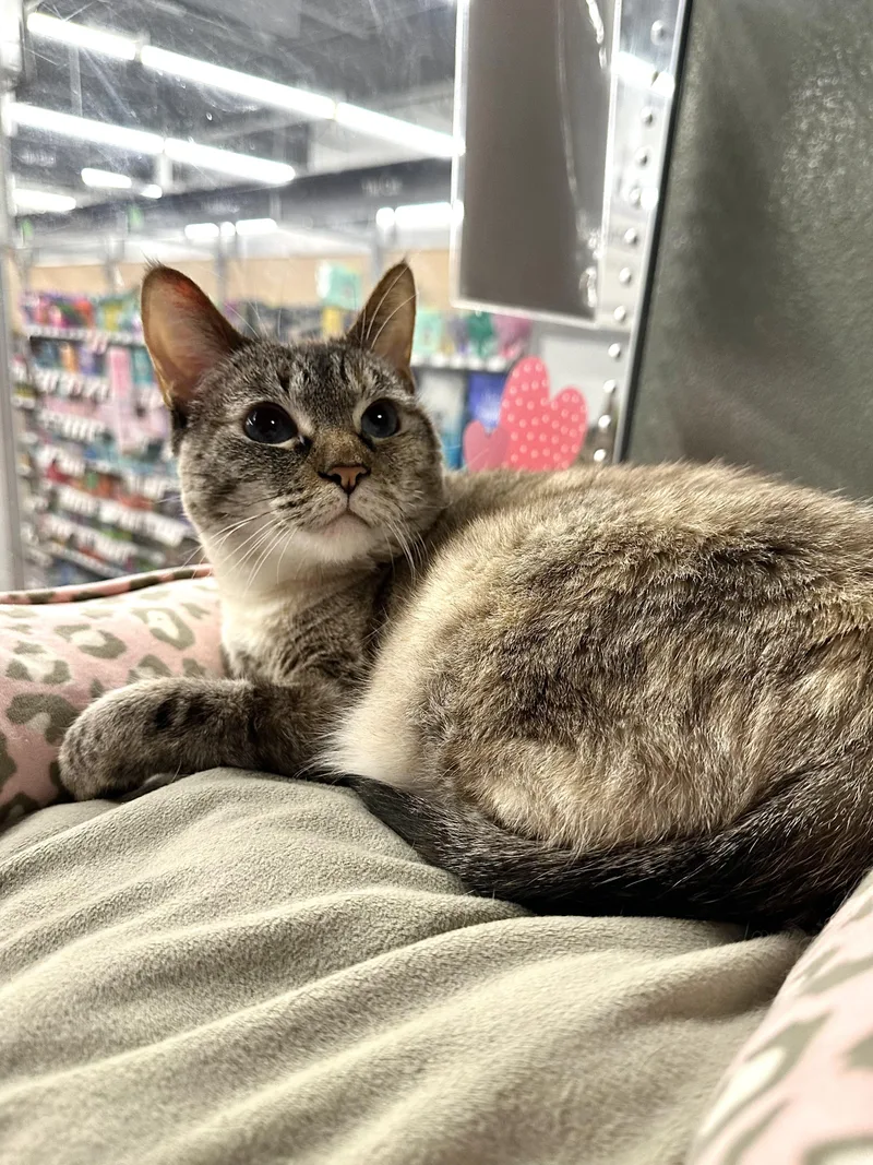 Jammie Indoor Only thumbnail 6