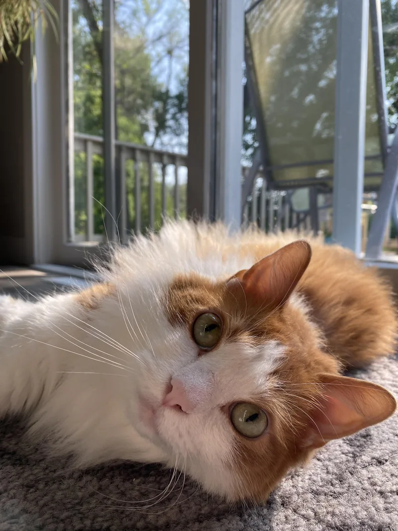 Melvin  Courtesy Listing thumbnail 2