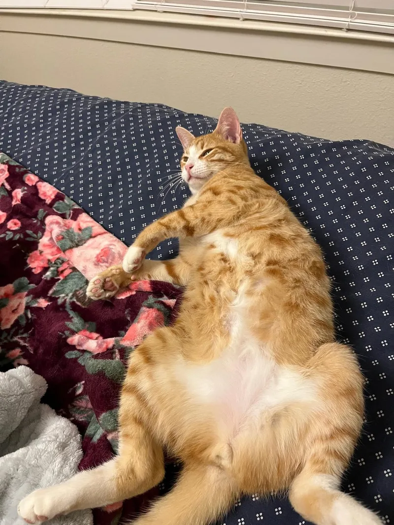 Noodle  North Conroe