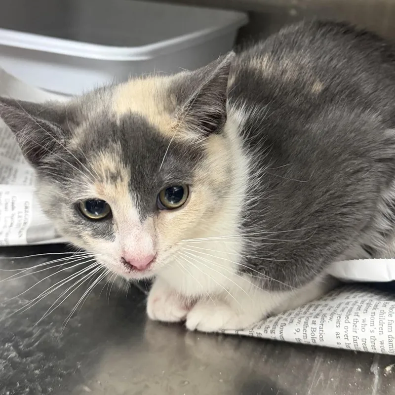 Candy Cane thumbnail 2