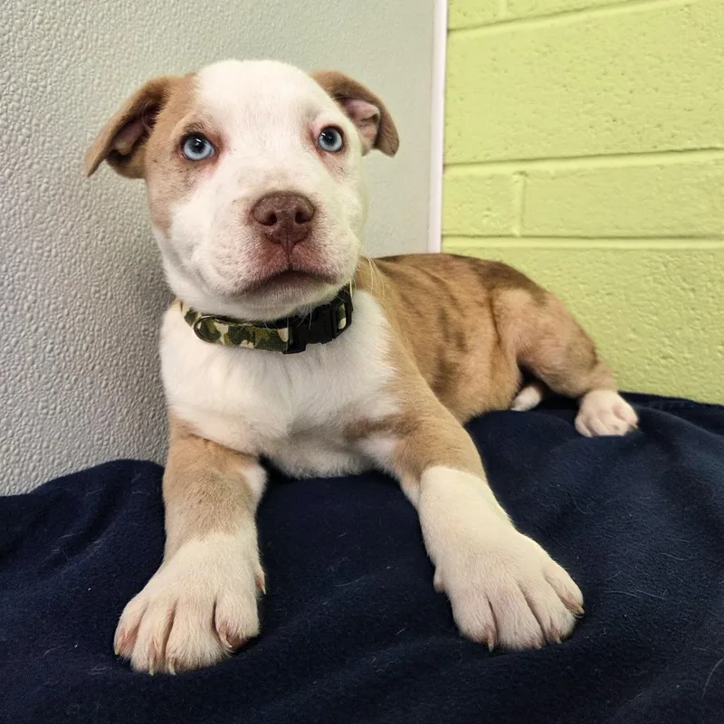 Killarney thumbnail 2