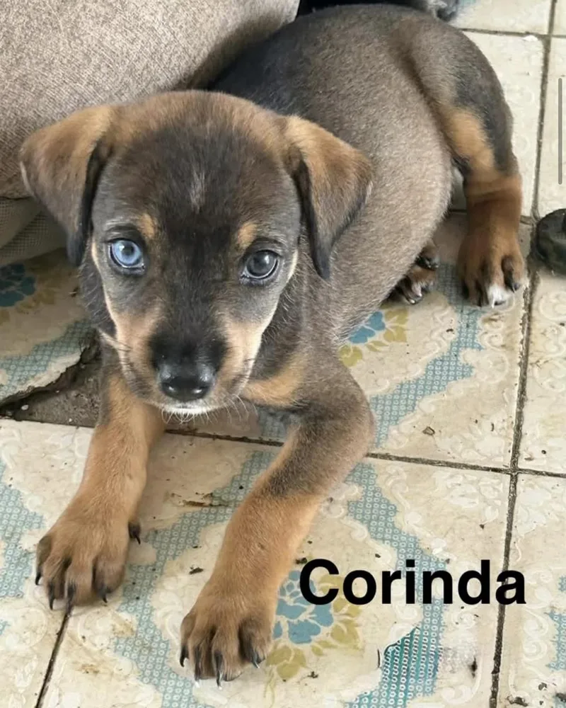 Corinda thumbnail 2