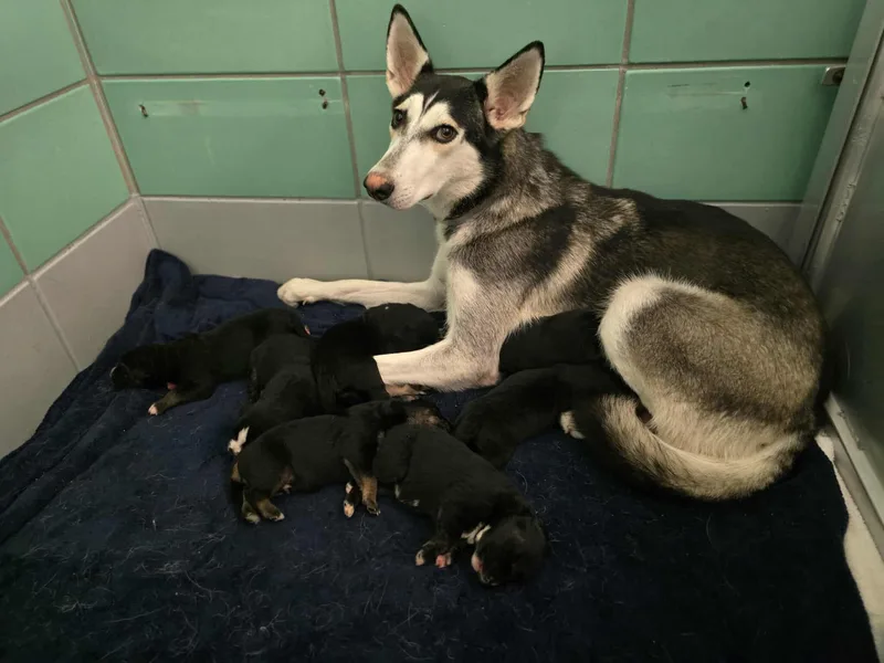 Mama Sosa thumbnail 3