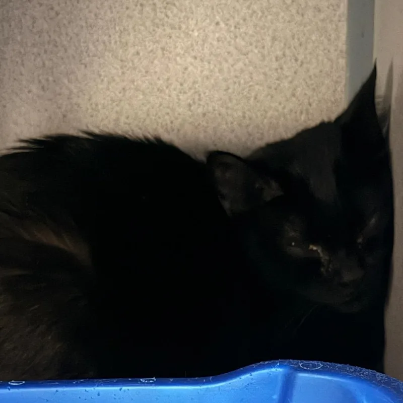 An adult medium-sized female Black Domestic Short Hair cat named Bebe for adoption in Evansville, IN