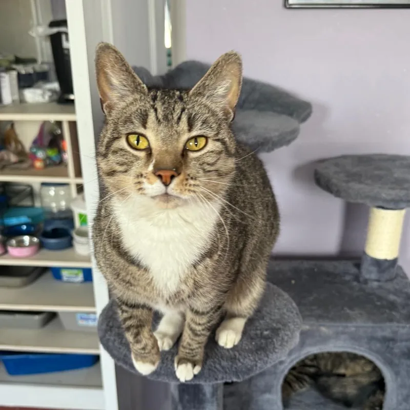 Jellybean thumbnail 2