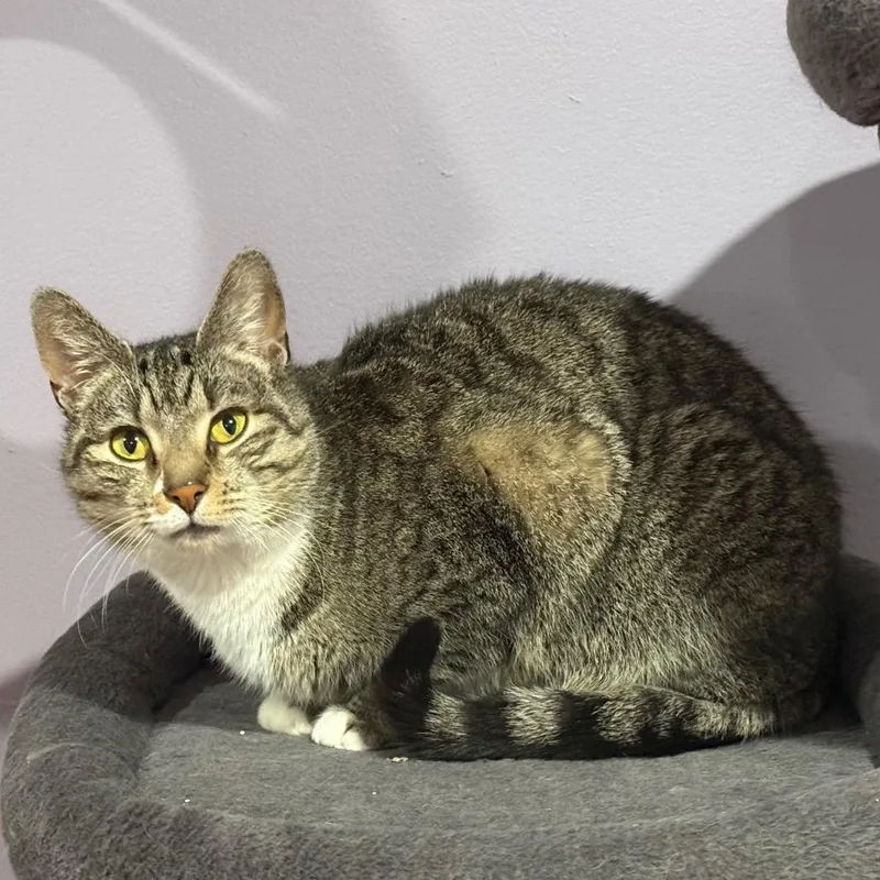 Jellybean thumbnail 3