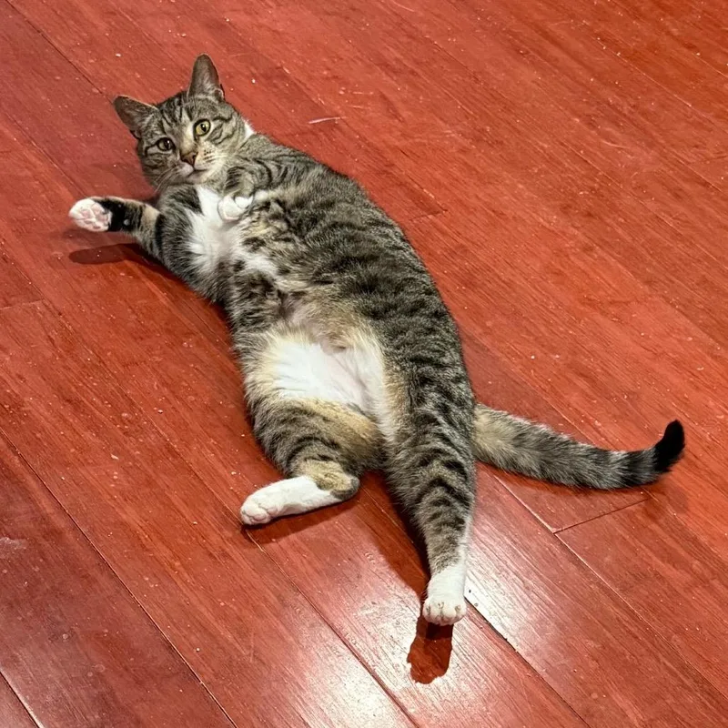 Jellybean thumbnail 4