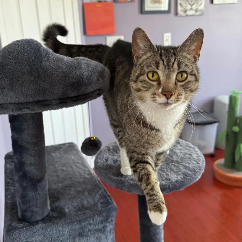 Jellybean thumbnail 5