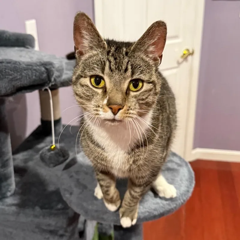 Jellybean thumbnail 6