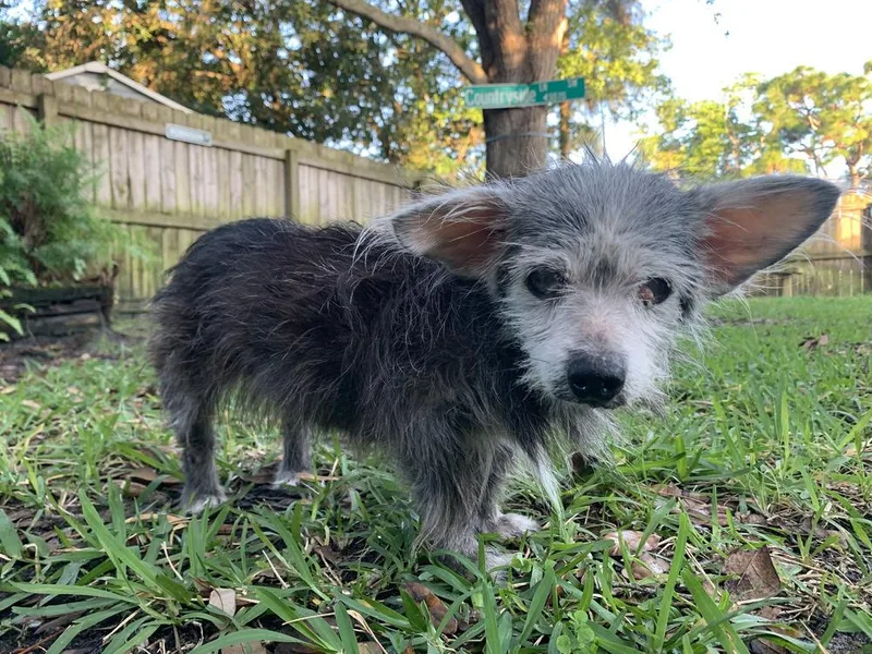 Little Daisy thumbnail 2