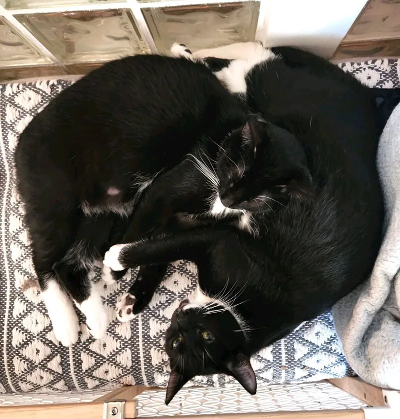 Sweet Sisters Sylvie & thumbnail 3