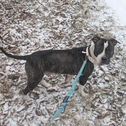 Precious Loves Kids thumbnail 3