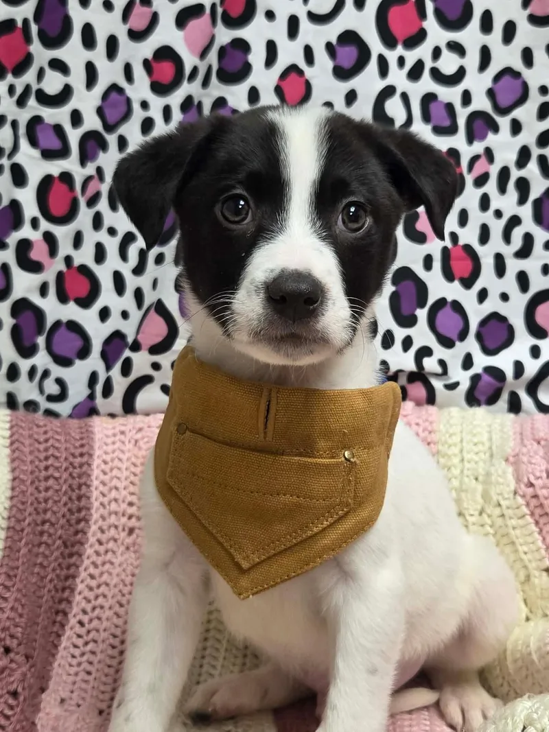 Colby The Lab Mix thumbnail 3