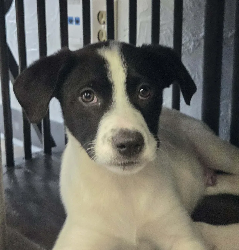 Colby The Lab Mix thumbnail 4