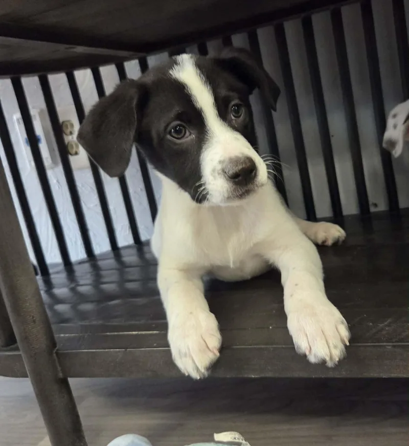 Colby The Lab Mix thumbnail 5