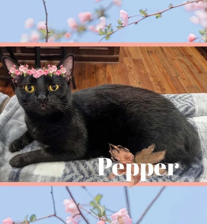 A young medium-sized female Domestic Medium Hair cat named Pepper for adoption in Grovetown, GA