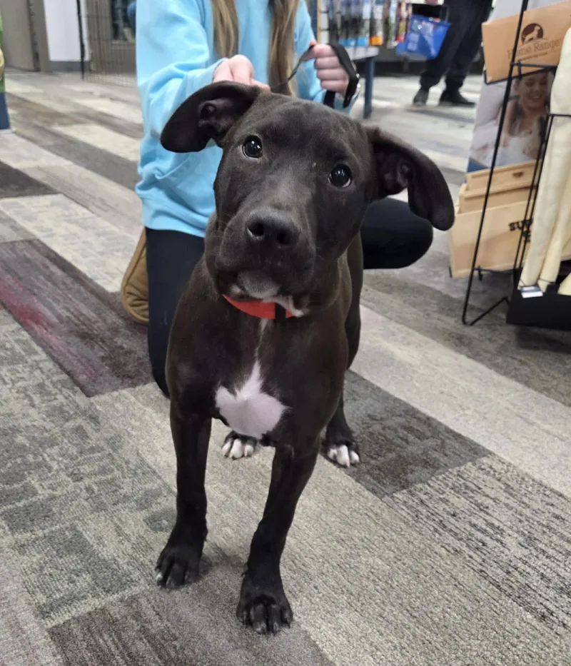 Rolly The Bully Puppy thumbnail 3