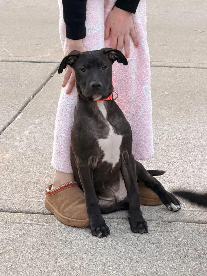 Rolly The Bully Puppy