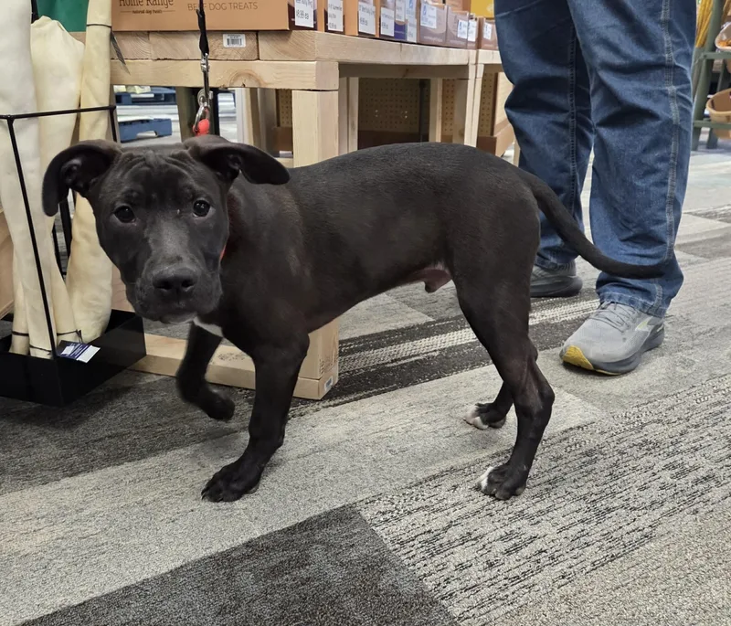 Rolly The Bully Puppy thumbnail 4