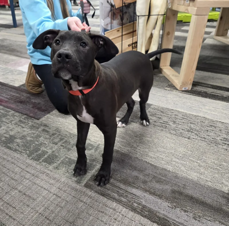 Rolly The Bully Puppy thumbnail 5