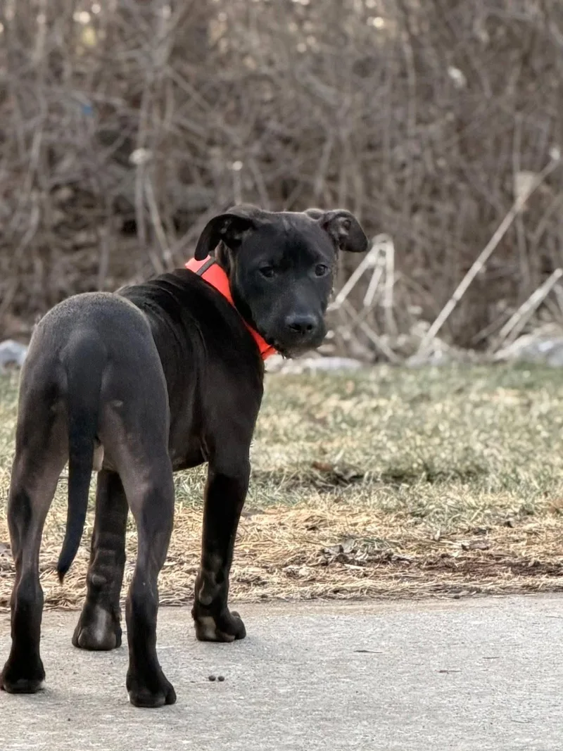 Rolly The Bully Puppy thumbnail 6