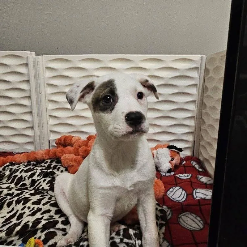 Monterey The Lab Mix thumbnail 2