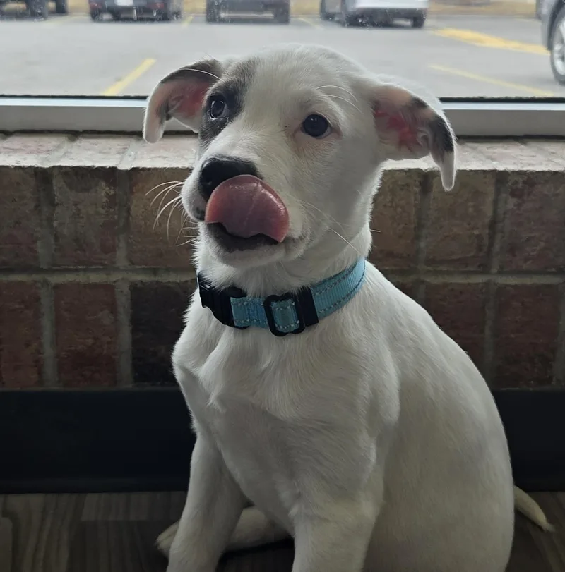 Monterey The Lab Mix thumbnail 3