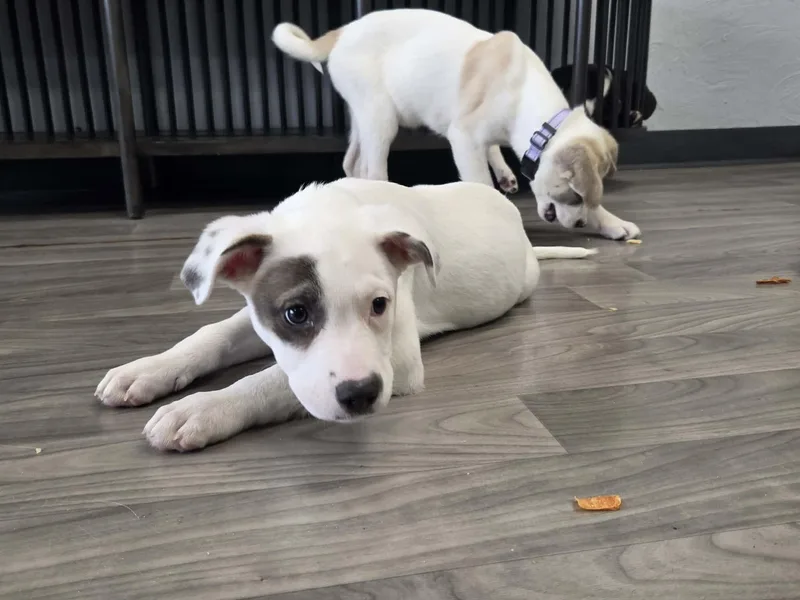 Monterey The Lab Mix thumbnail 5