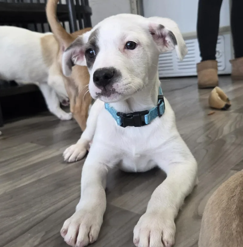 Monterey The Lab Mix thumbnail 6